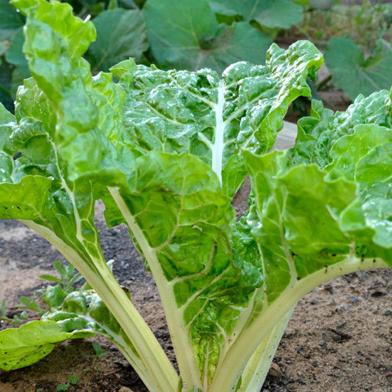 Мангольд, Chard - буряк, 500 грам, Hortus