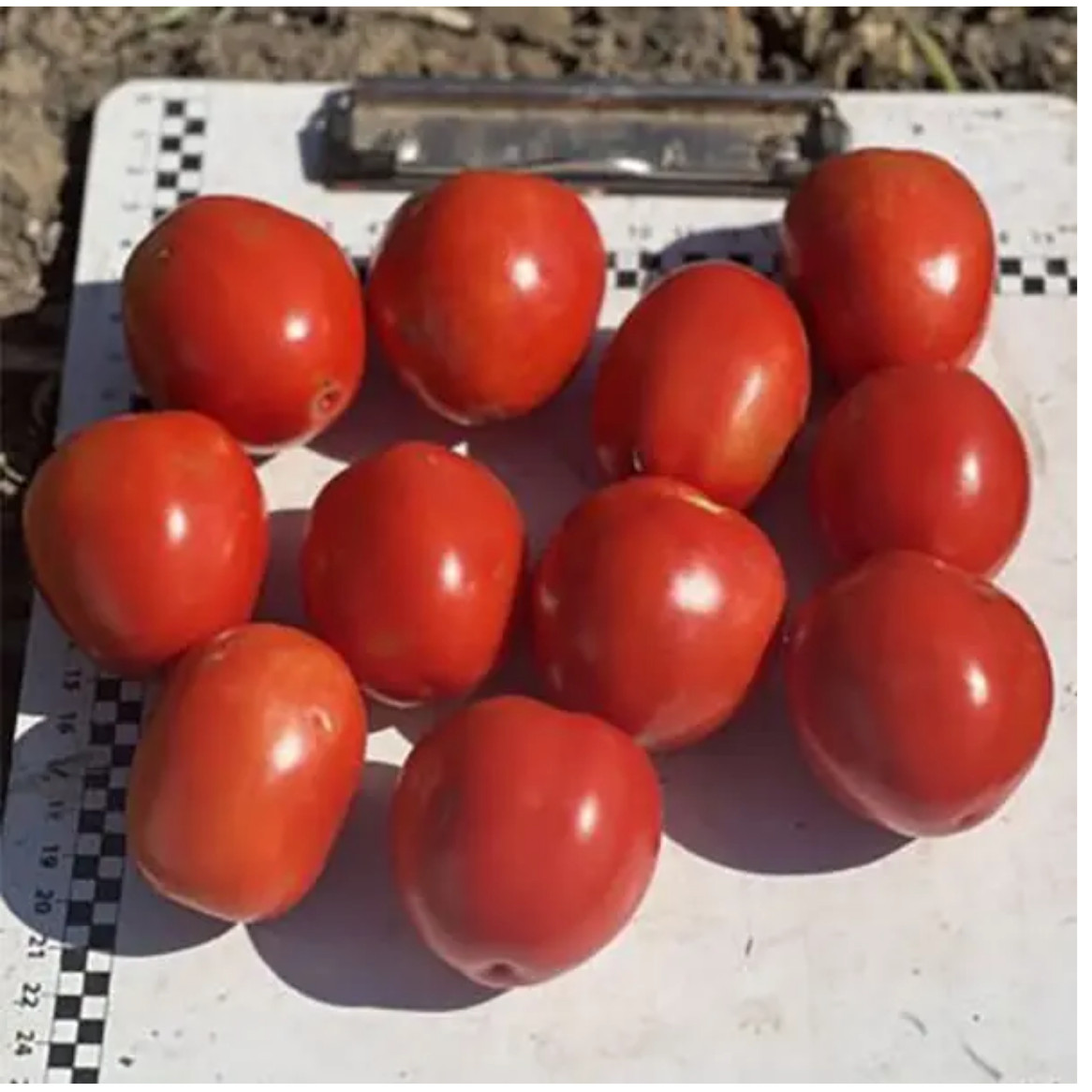 6107 F1 - томат детермінантний, 100000 насінин, Spark Seeds