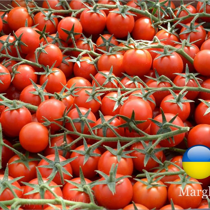 Марголь F1, Margol F1 - томат індетермінантний, 100 насінин, Yuksel Seeds