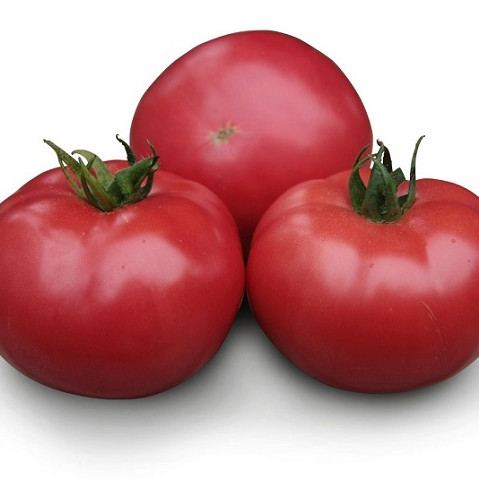 Асано (КС 38) F1, ASANO (KS 38) F1 - томат індетермінантний, 500 насінин, Kitano Seeds