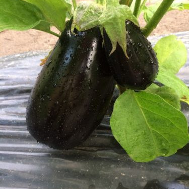Модар F1, Modar F1 - баклажан, 1000 насінин, Spark Seeds