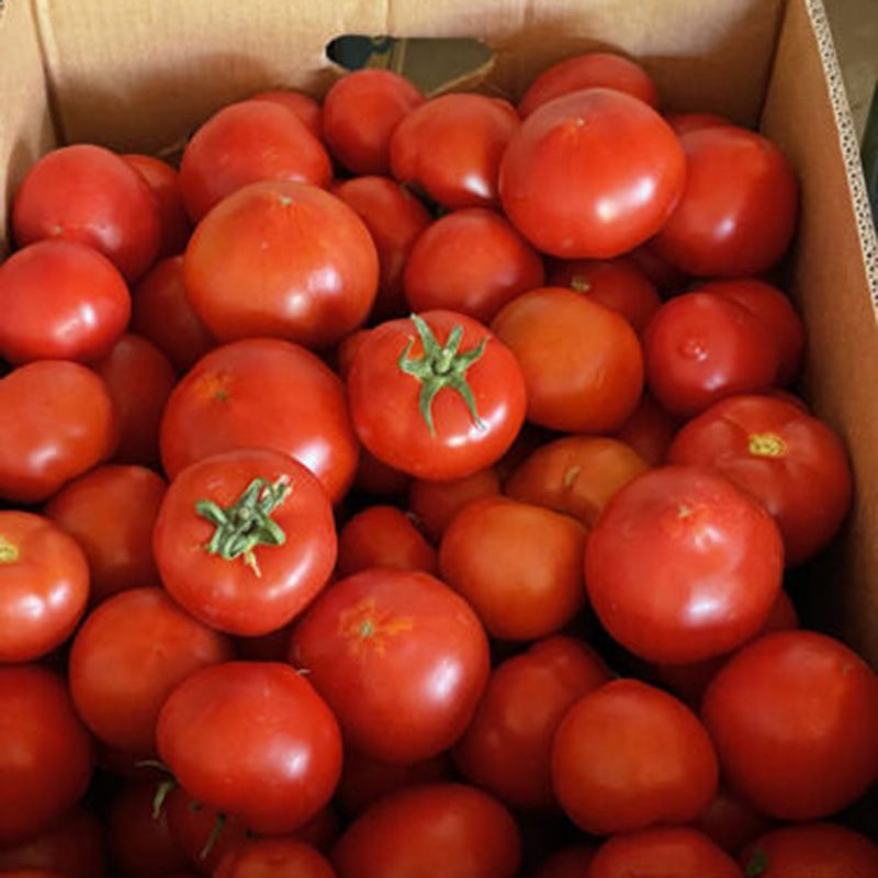 F155 F1 - томат индетерминантний, 250 семян, Spark Seeds