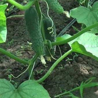Лютояр F1, Lutoyar F1 - огірок, 500 насінин, Yuksel Seeds