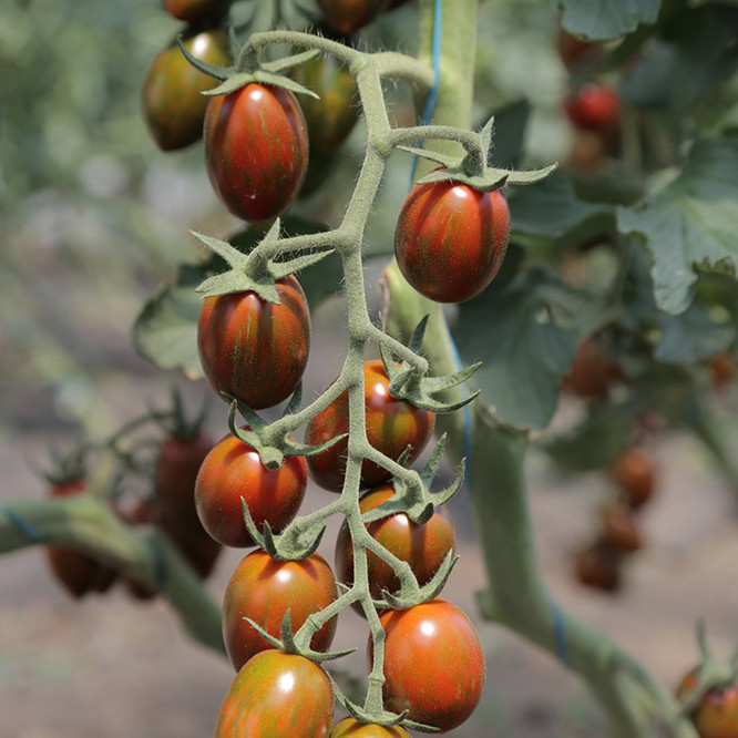 Кріспіна Плюм F1, Crispina Plum F1 - томат індетермінантний, 500 насінин, Esasem