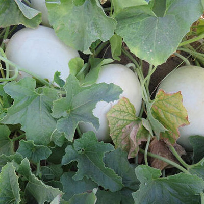Анук (ИНХ 1063) F1, Anuk (INX 1063) F1 - диня, 1000 насінин, INNOVA SEEDS