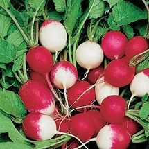 Червона з білим кінчиком, Red with White Tip - редис, 5 кг, Hortus