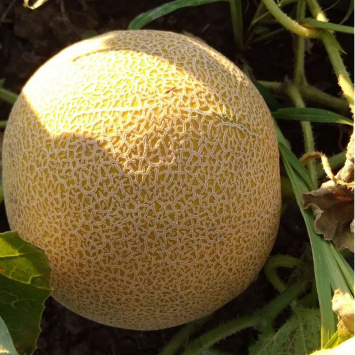 Нора (INX 1234) F1, NORA (INX 1234) F1 - диня, 100 насінин, INNOVA SEEDS
