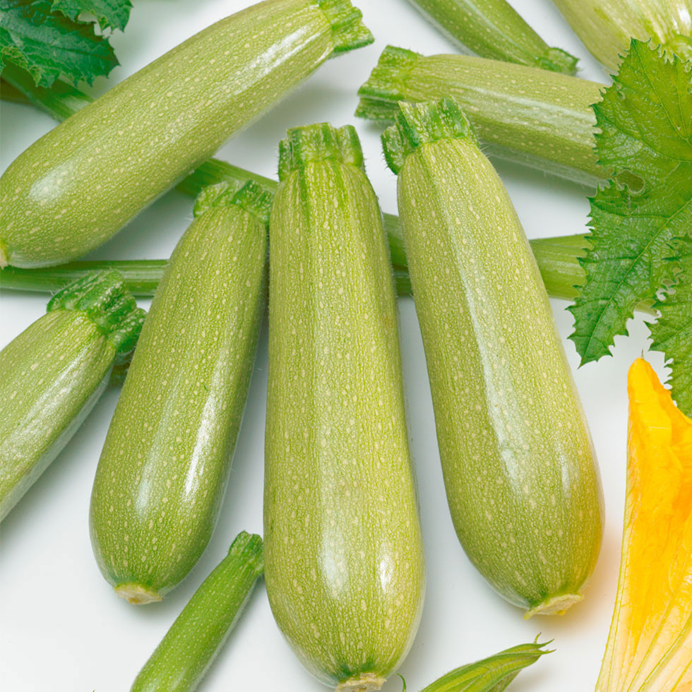 Аміно (ЕС 621) F1, Amino (ES 621) F1 - кабачок, 100 насінин, Ergon seeds