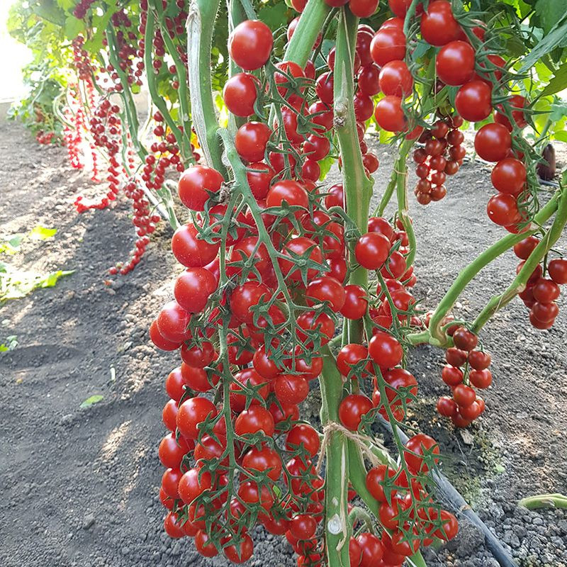 ES 5005-270 F1 - томат індетермінотний, 100 насінин, Ergon seeds