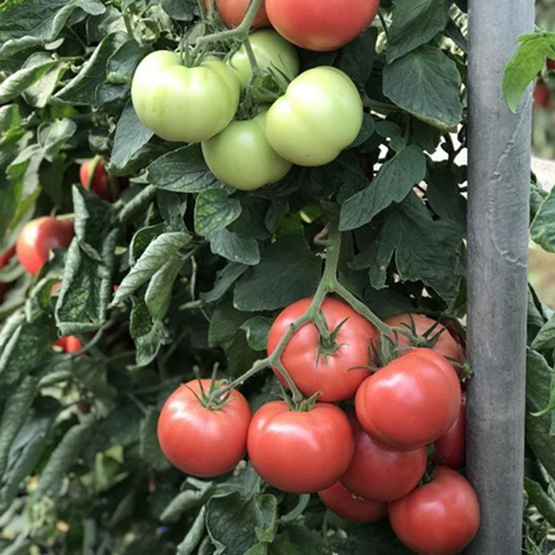 Еспада (ЦРХ 78951) F1, Espada (CRX 78951) F1 - томат індетермінантний, 100 насінин, Cora Seeds
