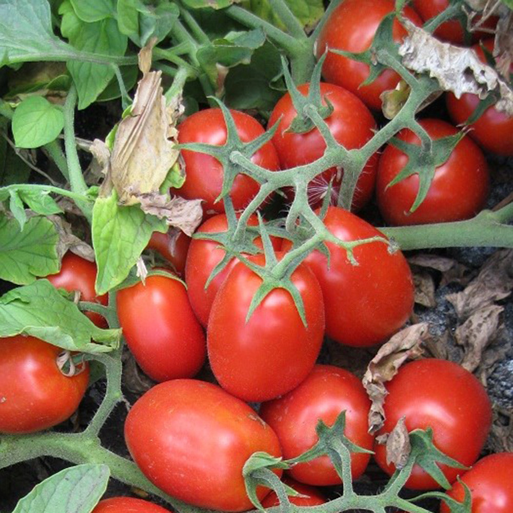 3402 F1 - томат детермінантний, 100 000 насінин, Spark Seeds
