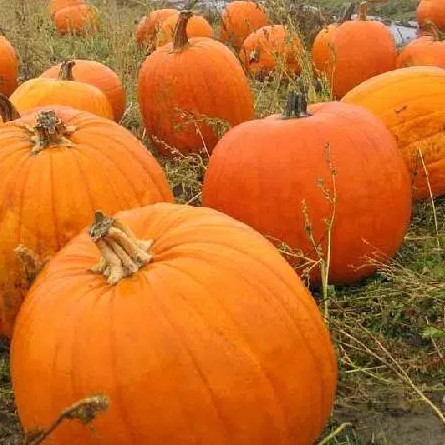 Біг Макс, Big Max - гарбуз, 50 грам, Hortus