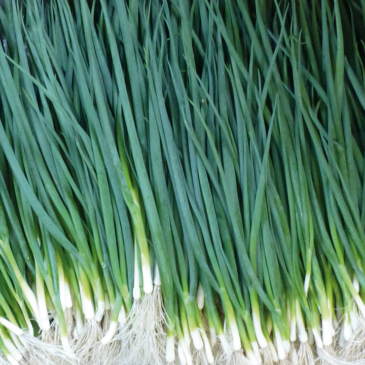 Вулкан, Vulkan - цибуля на перо, 100 грам, Kitano Seeds