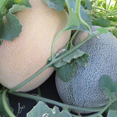 Дайана (INX 1097) F1, Dayana (INX 1097) F1 - диня, 100 насінин, INNOVA SEEDS