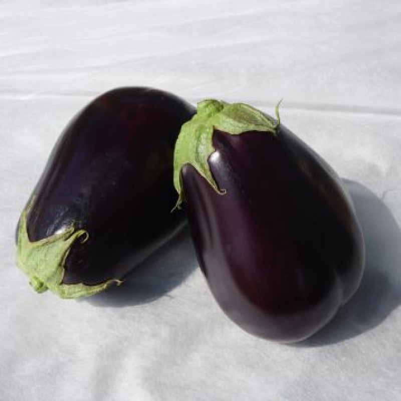 Сара (CRX 50129) F1, Sara (CRX 50129) F1 - баклажан, 500 насінин, Cora Seeds
