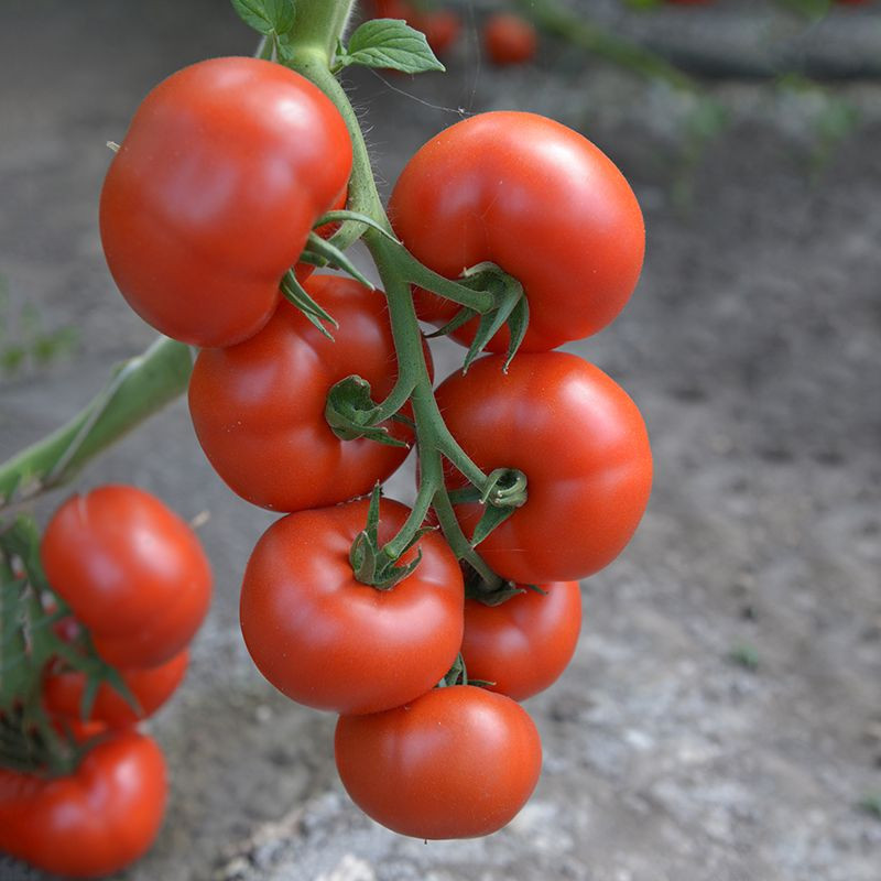 ES 5455 F1 - томат індетермінантний, 100 насінин, Ergon seeds