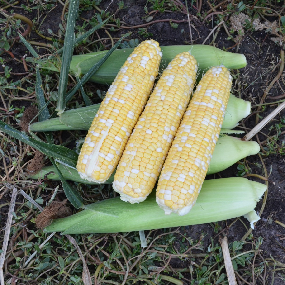 Ескорт F1, Eskort F1 - кукурудза біколор, 25000 насінин, Spark Seeds