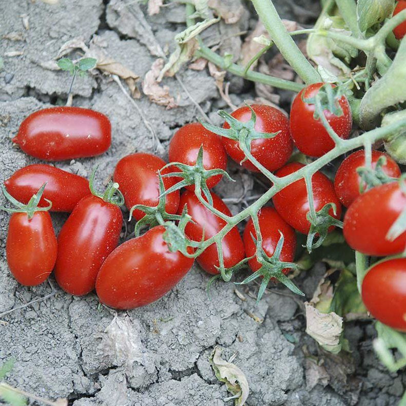Брісколіно F1, Briscolino F1 - томат детермінантний, 10000 драже, United Genetics