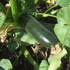 Грін, Green - кабачок-цукіні, 500 грам, Hortus