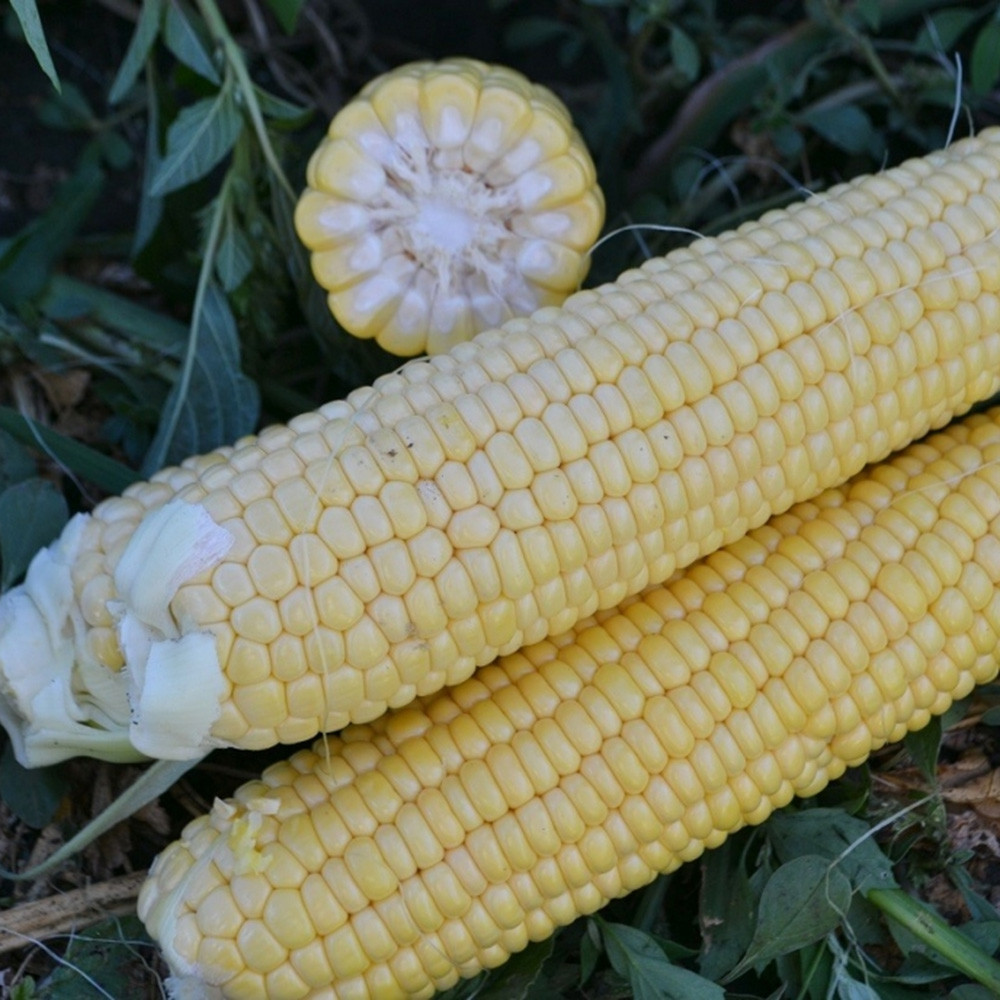Страйк (1525) F1, Strayk (1525) F1 - кукурудза цукрова, 2500 насінин, Spark Seeds