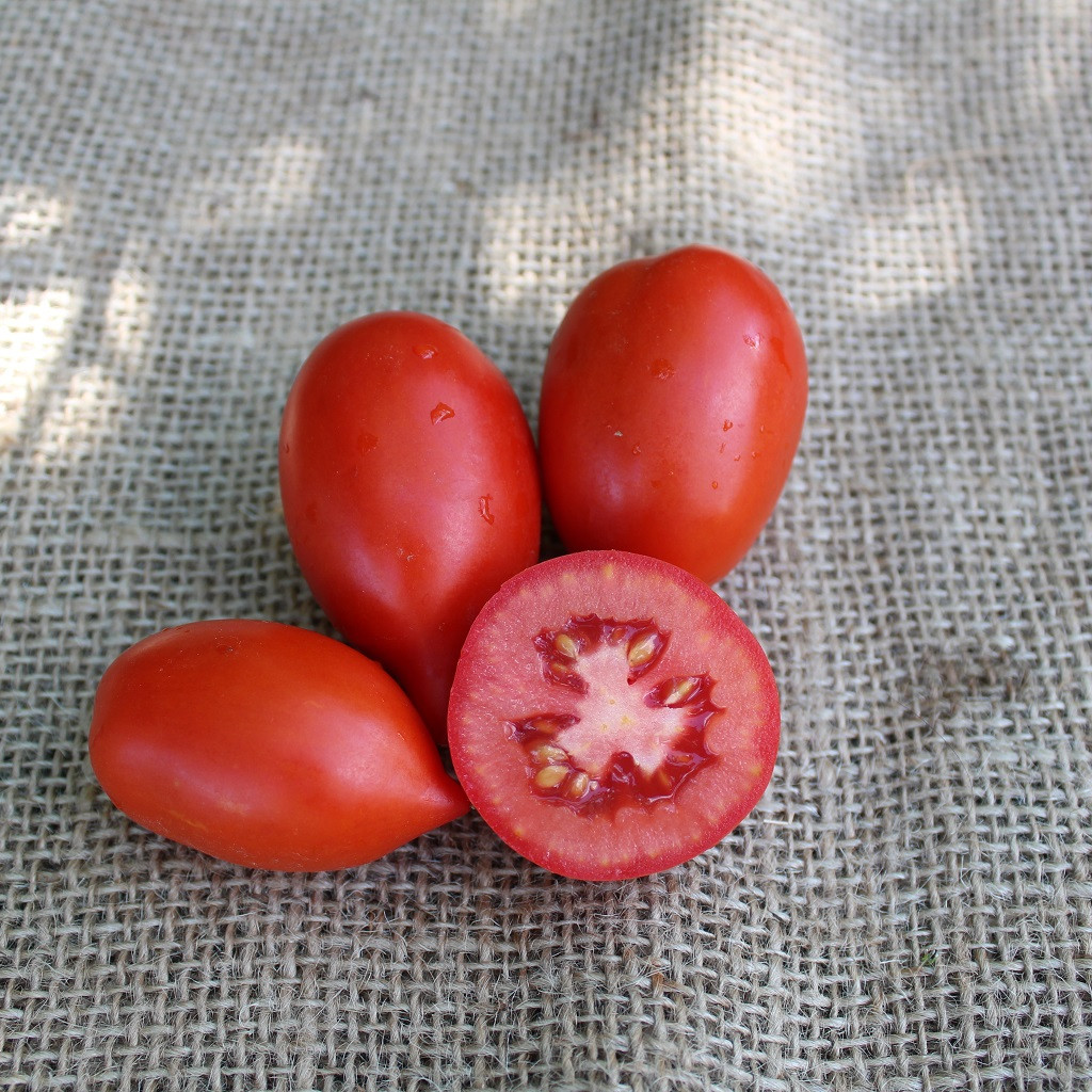 ES 9340 F1 - томат детермінантний, 500 насінин, Ergon seeds