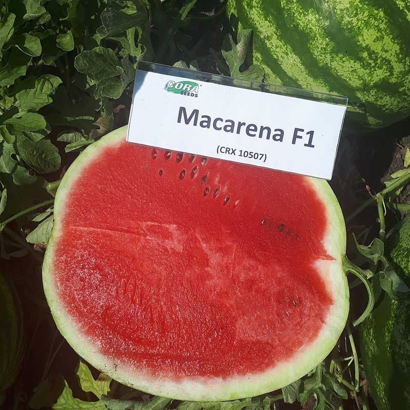 Макарена (CRX 10507) F1, Macarena (CRX 10507) F1 - кавун, 1000 насінин, Cora Seeds