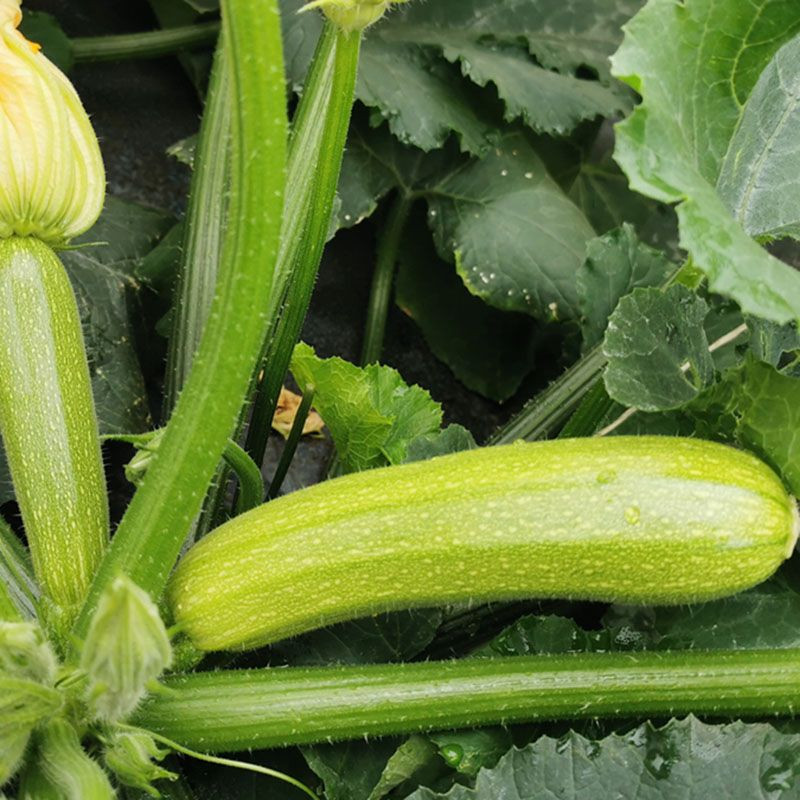 Сіріо (ЦРХ 90197 F1), Sirio (CRX 90197 F1) - кабачок, 1000 насінин, Cora Seeds