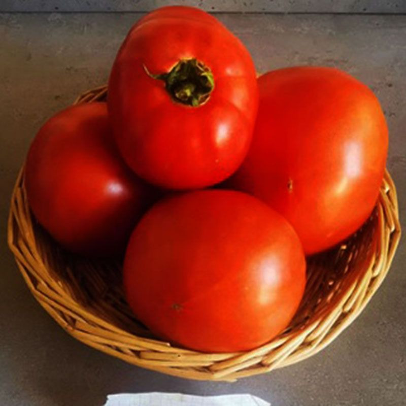 Монк (INX 3025) F1, Monk (INX 3025) F1 - томат детермінантний, 100 насінин, Innova Seeds