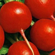 Червоний гігант, Red Giant - редис, 250 грам, Satimex