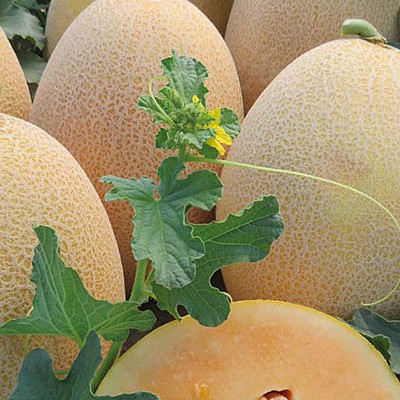 АлІша INX 1077 F1, Alisha INX 1077 F1 - диня, 1000 насінин, INNOVA SEEDS