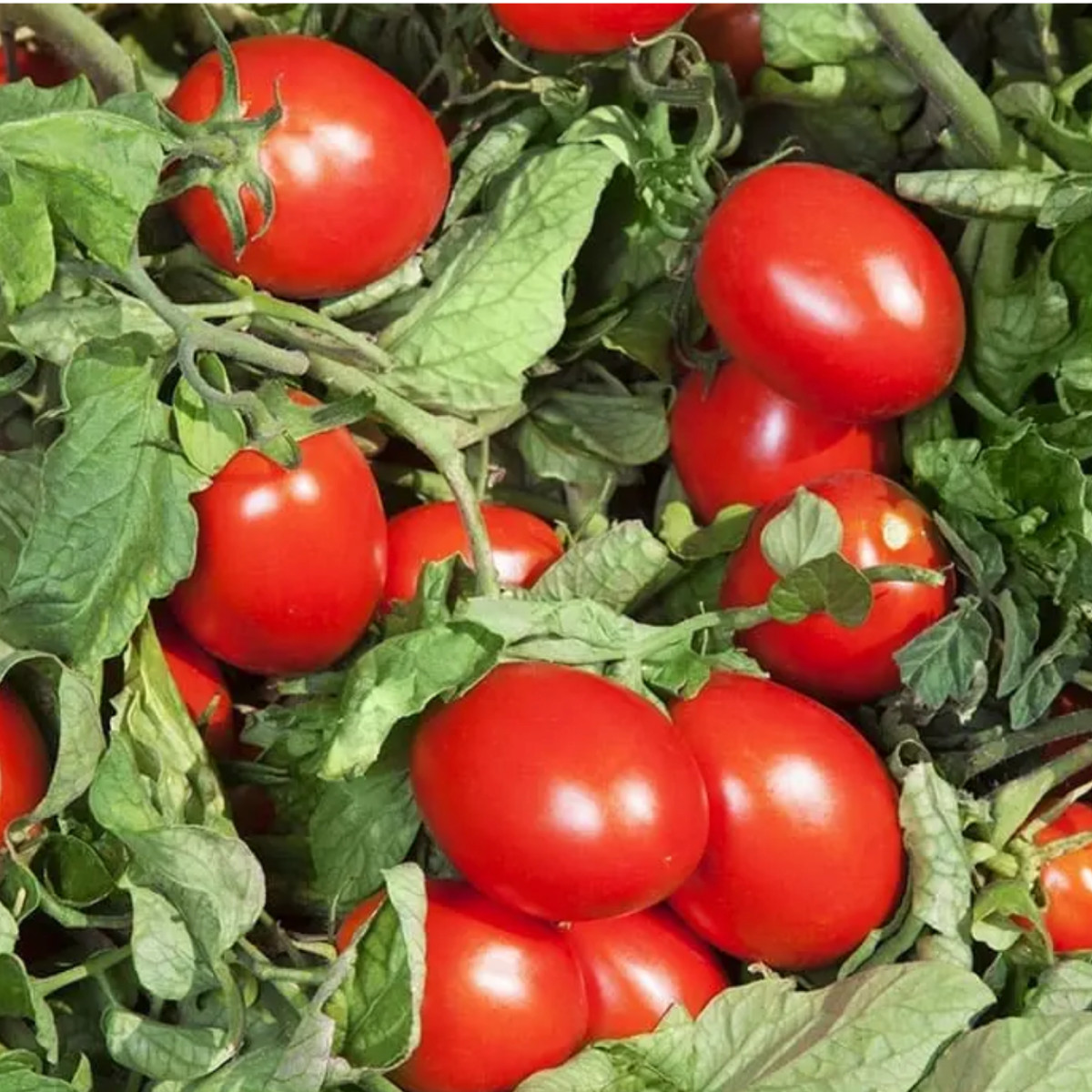 КС 520 F1, KS 520 F1 - томат детермінантний, 500 насінин, Kitano Seeds