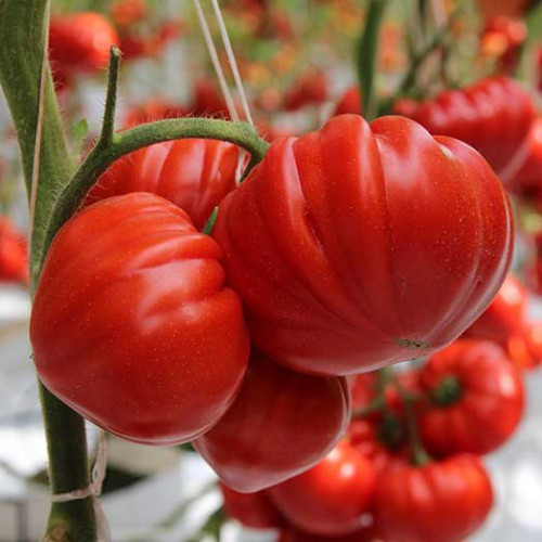 Сарра F1, Sarra F1 - томат індетермінантний, 250 насінин, HM.Clause