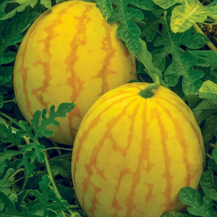 Ред Ін Голд, Red In Gold - кавун, 500 насінин, Asia Seed