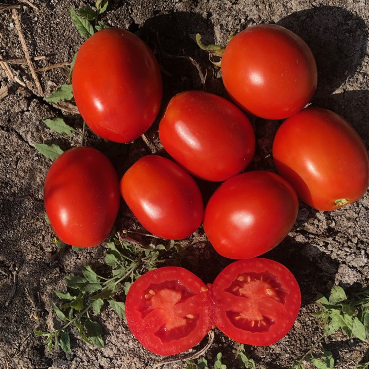 5108 F1 - томат детермінантний, 500 насінин, Spark Seeds
