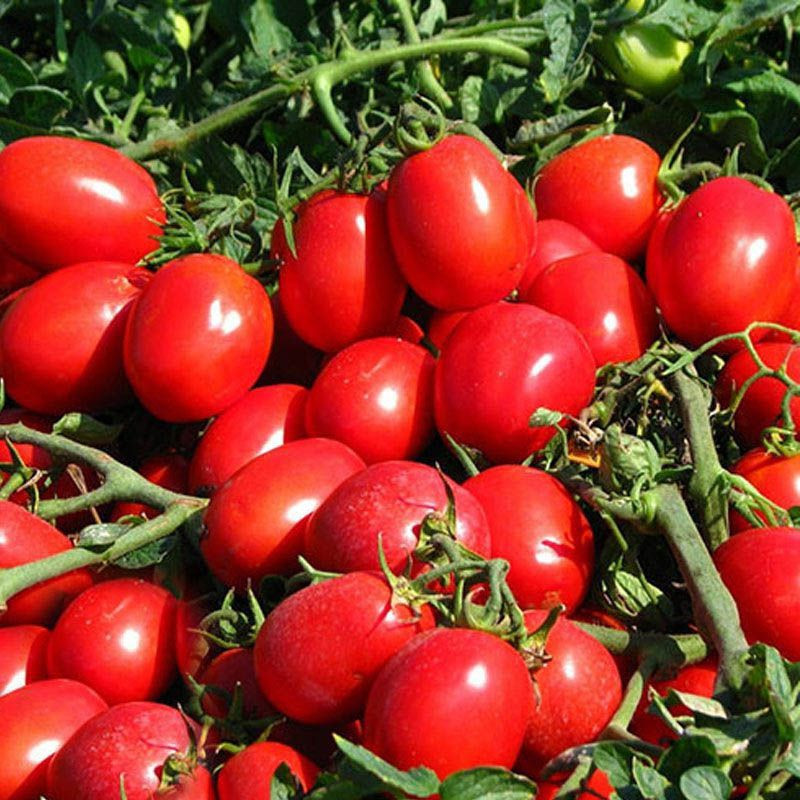 КС 470 F1, KS 470 F1 - томат детермінантний, 1000 насінин, Kitano Seeds