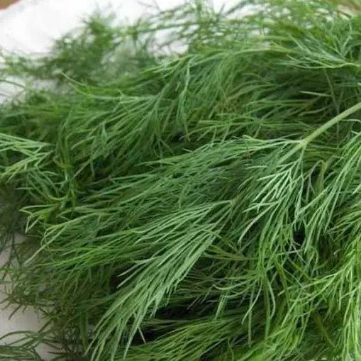 Аллігатор, Alligator - кріп, 100 грам, Hortus