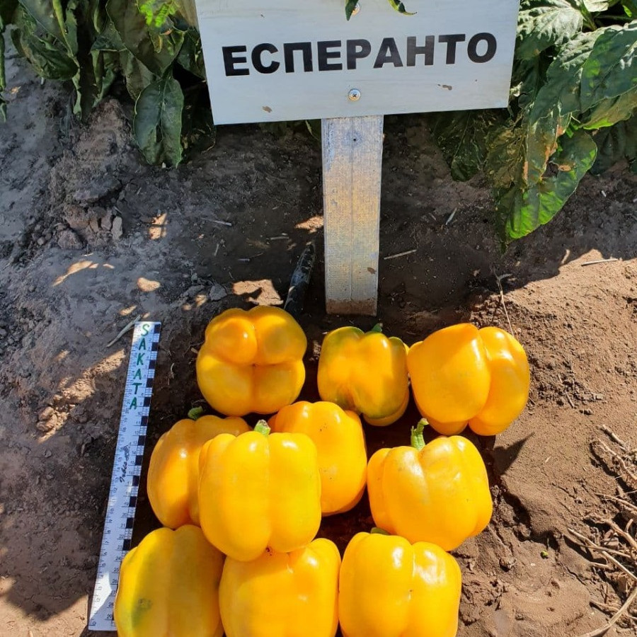 Еспартано F1, Espartano F1 - перець солодкий, 100 насінин, Sakata