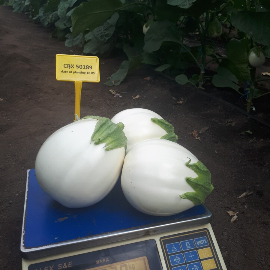 ЦРХ 50189 F1, CRX 50189 F1 - баклажан, 1000 насінин, Cora Seeds