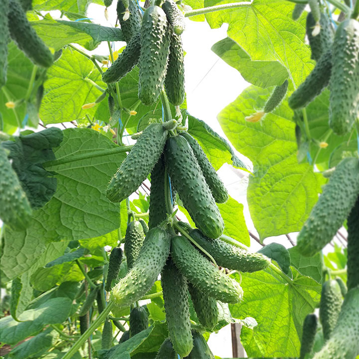 Ніборі (КС 90) F1, Nibori (KS 90) F1 - огірок партенокарпічний, 500 насінин, Kitano Seeds